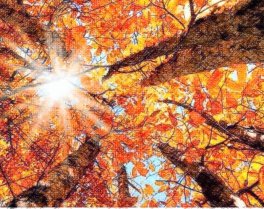 image Automne.jpg (0.1MB)