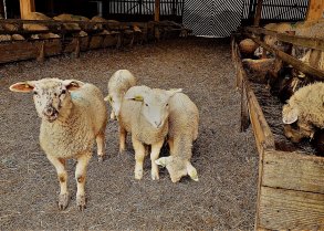 image moutonsBergerieIsaBisPetite.jpg (0.9MB)