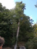 image source_hetre_.jpg (1.2MB)